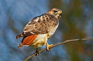 Red-tailed-hawk